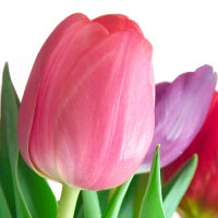 tulips