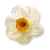 Spring flower