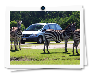 Koa's Lion Country Safari