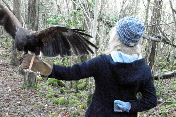 Hawk walk