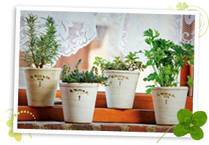 Green plants make great decorations for St. Patrick's Day