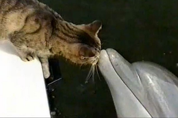 Cat and Dolphin Make Friends at Sea
