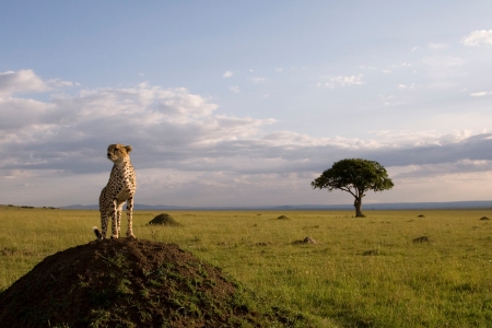 A Cheeta stands guard in African Cats