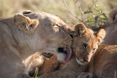 African Cats lands in theaters April 22