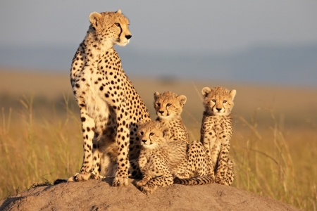 The cheetas of African Cats
