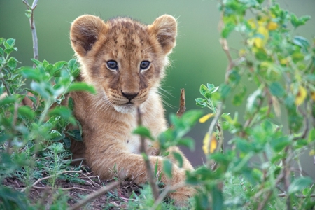 So cute! One of African Cats many stars
