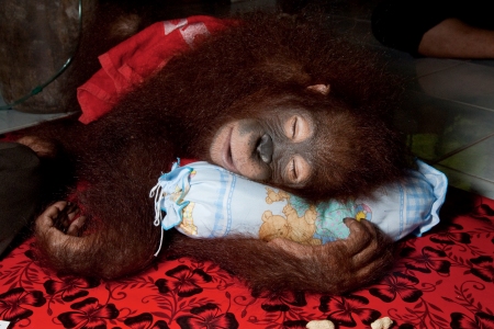 An orangatan in Born to be Wild