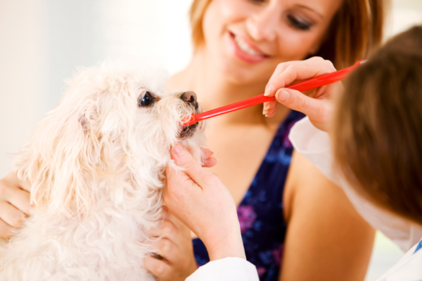Brushing dog teeth