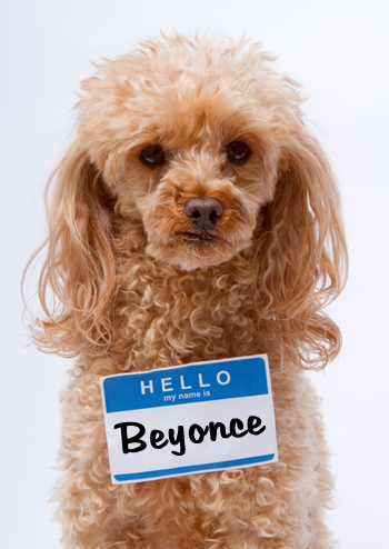 Dog named beyonce