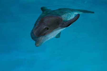 Winter is ready for his spotlight in Dolphin Tale