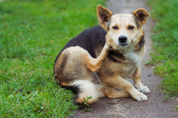 Itchy dog
