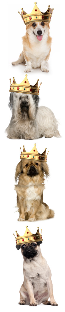 Royal Dogs
