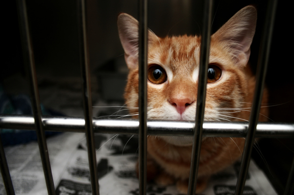 Sad cat in pound