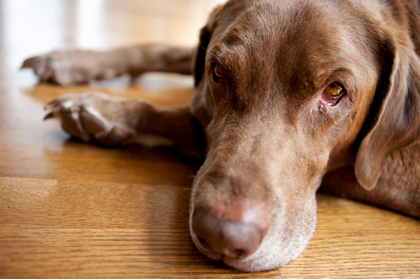 Sleepy chocolate lab