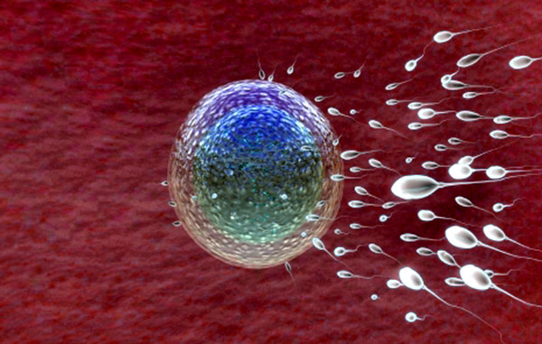 Sperm meets egg