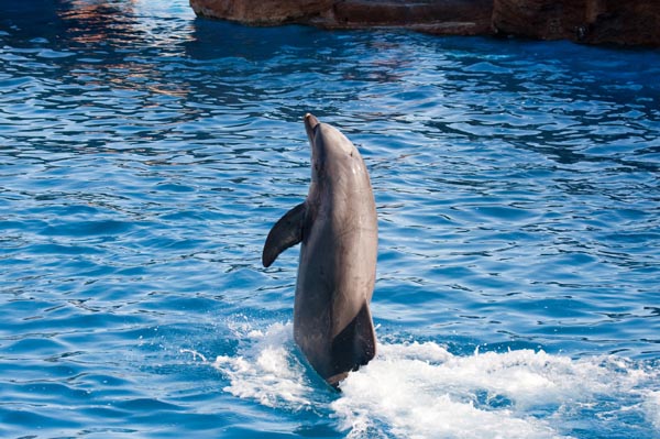 sea-world