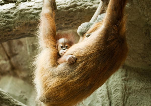 baby-and-mom-orangutang
