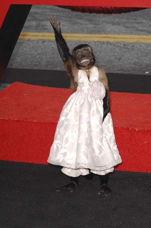 Crystal the Monkey The Hangover 2