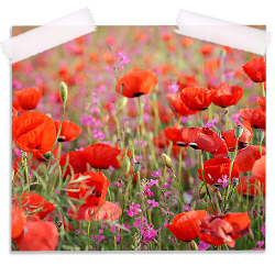 Poppies in Spring