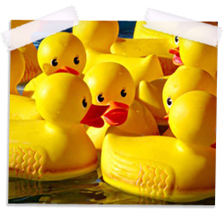 When They Toss the Ring, Duck