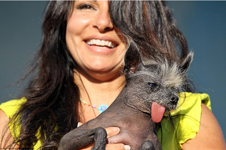 Handsome Hector competing in World's Ugliest Dog contest