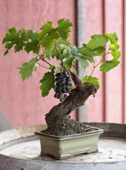 Wine Grape Bonsai