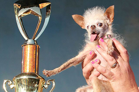 Yoda: The World's Ugliest Dog