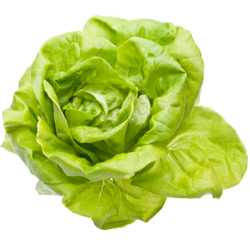 Bibb lettuce