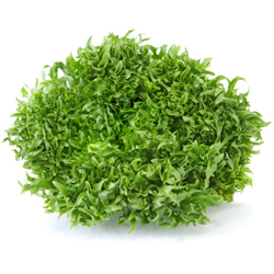 Curly endive