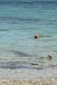 Dog bites shark