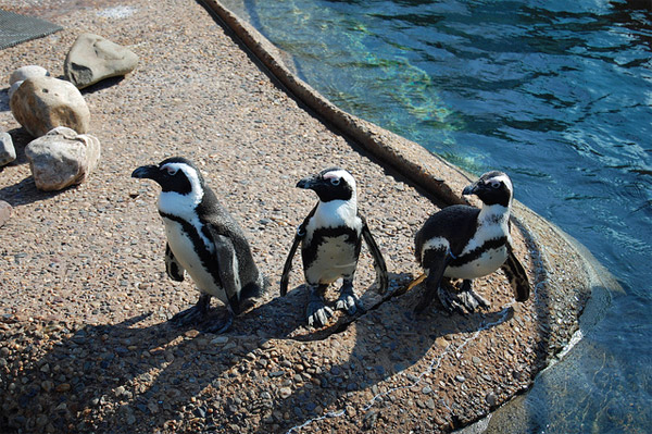 Adventure aquarium in New Jersey