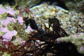 Monterey Bay Aquarium