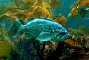 Monterey Bay Aquarium