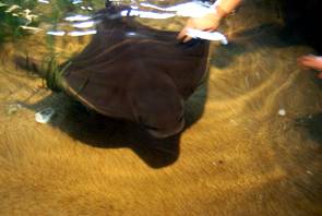 Monterey Bay Aquarium