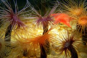 Monterey Bay Aquarium