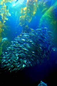 Monterey Aquarium