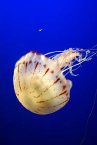 Monterey Aquarium