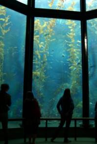 Monterey Aquarium