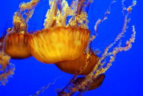 Monterey Bay Aquarium
