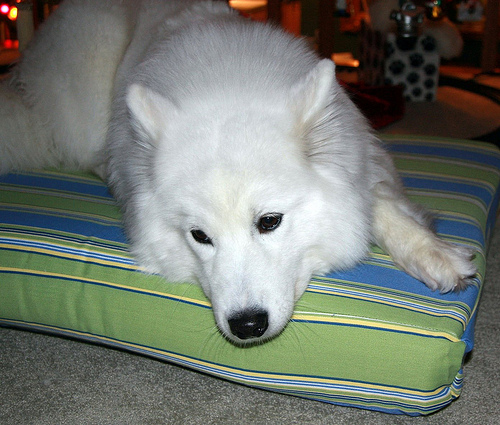 pet pillow