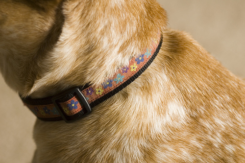 ribbon collar