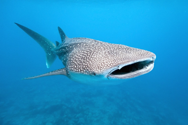 Whale shark rescue