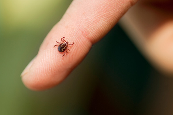 Tick on hand