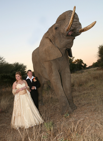 Wedding with elephant