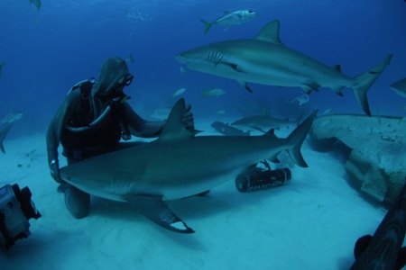 Shark Week comes home