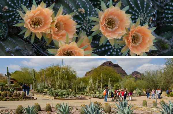 Desert botanical gardens - Phoenix