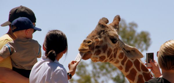 Giraffe at zoo