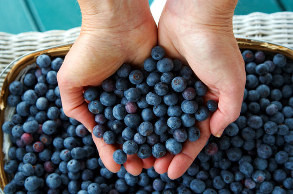 Picking blueberries