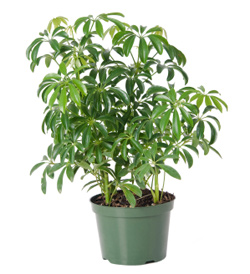 Schefflera