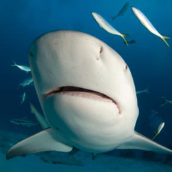 Bull Shark